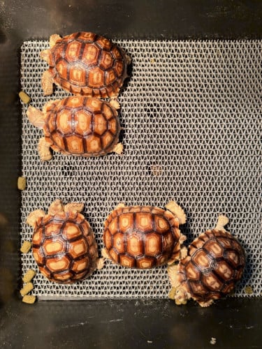 Sulcata7.5-8 cm