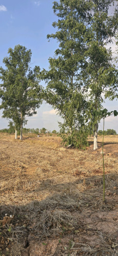 ជិតភូមិកូនដំរី ក្រុងប៉ោយប៉ែត