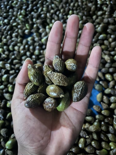 ផ្លែសំរង ជាឱសថបែបធម្មតាជាតិ ជាច្រើ មុន