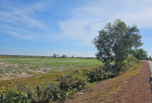 ដីលក់​ប្លង់រឹង​ ក្បាល់ធំ(500m)ជាប់ថ្នល់កៅស៊ូ 15m ​ចុះពីផ្លូវជាតិលេខ​ ៥​ ប្រហែល​ ៨០០ម៉ែត្រ