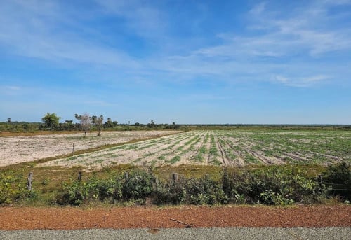 ដីលក់​ប្លង់រឹង​ ក្បាល់ធំ(500m)ជាប់ថ្នល់កៅស៊ូ 15m ​ចុះពីផ្លូវជាតិលេខ​ ៥​ ប្រហែល​ ៨០០ម៉ែត្រ