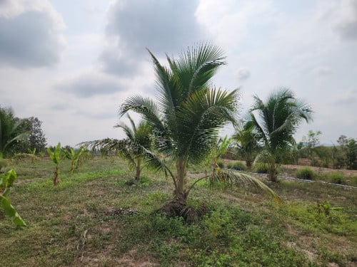 ប្លង់រឹង