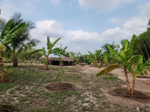 ប្លង់រឹង