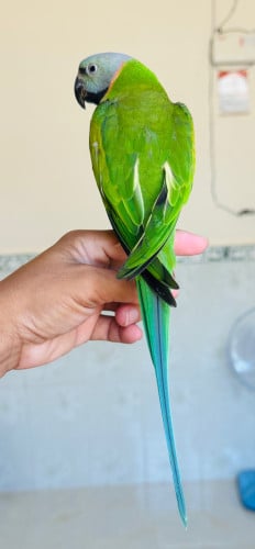 ញី​ សាំង​100%​