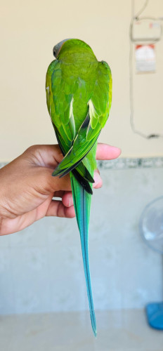 ញី​ សាំង​100%​