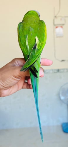ញី សាំង100%