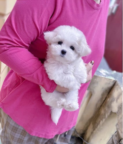 Bichon