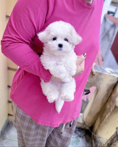 Bichon