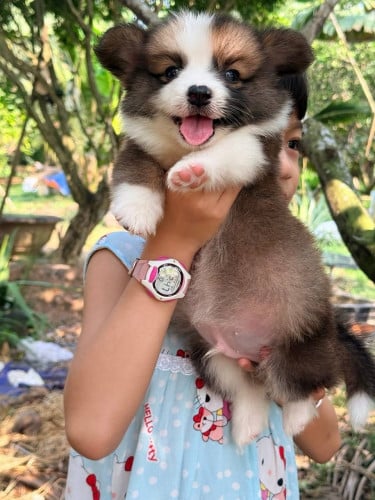 Corgi