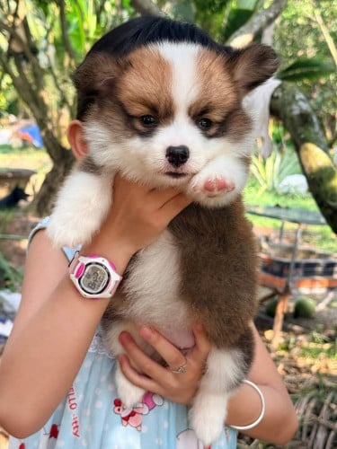 Corgi