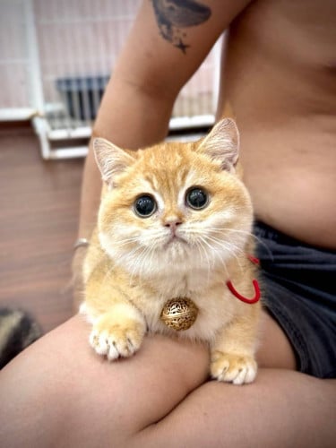 Golden