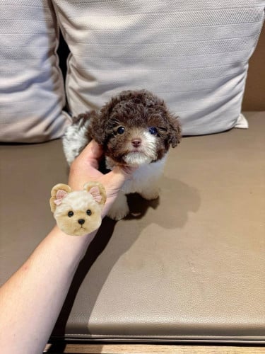Poodle