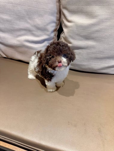 Poodle