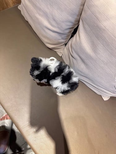 Poodle