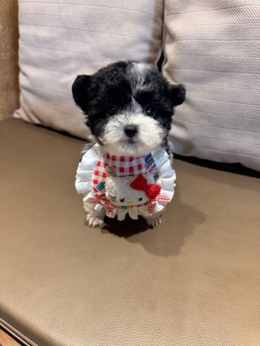 Poodle