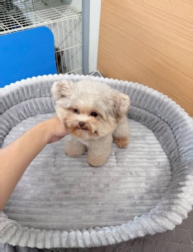 Poodle VIP
