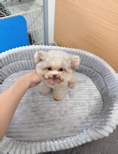 Poodle VIP
