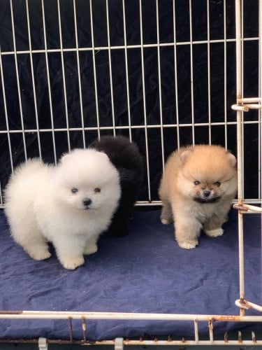 VIP Pom
