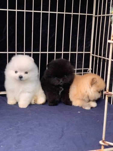 VIP Pom