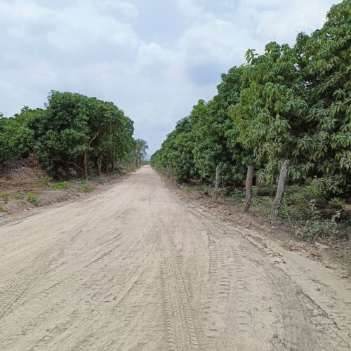 ដីចំការស្វាយលក់-Mango farm for sale Kiriroom mountian