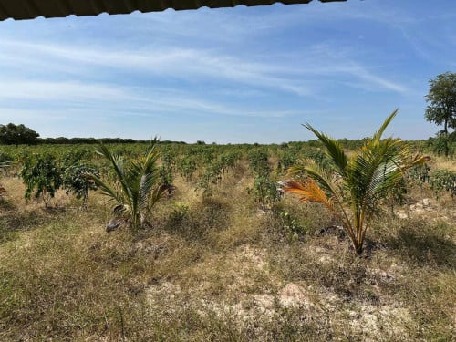 (2$/1m2) Land for Sale🚨ដីស្អាតលក់បន្ទាន់