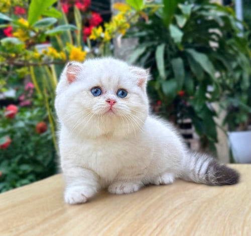Munchkin