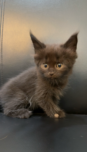 ពូជ Main Coon