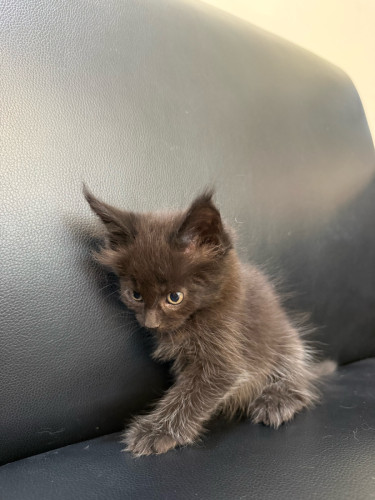 ពូជ Main Coon