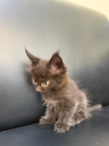 ពូជ Main Coon