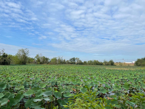 ដីលក់ ជួល ជាង១៣ហិកតា នៅស្រុកកណ្តាលស្ទឹង Selling Big Land Tel:069845007 待售土地 待租土地