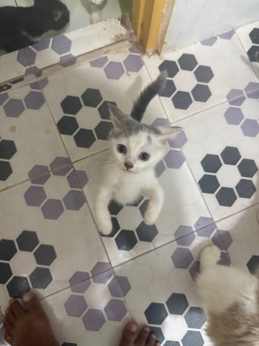 Adorable Mixed Kittens for Sale