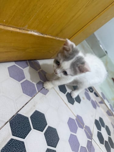 Adorable Mixed Kittens for Sale
