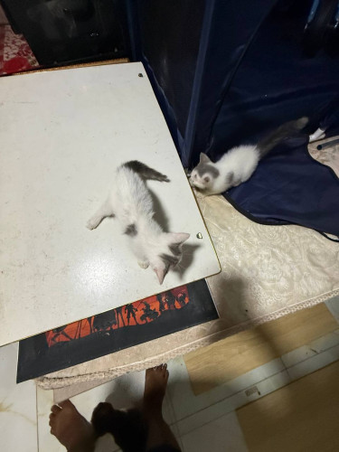 Adorable Mixed Kittens for Sale