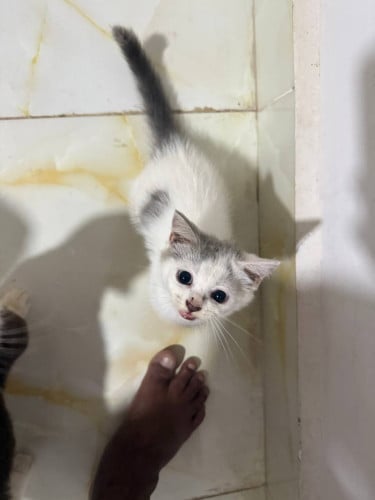 Adorable Mixed Kittens for Sale