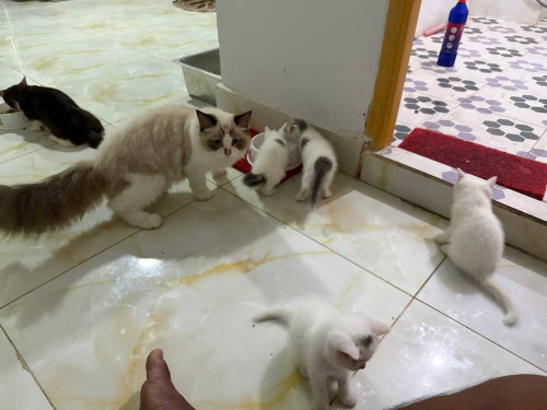 Adorable Mixed Kittens for Sale