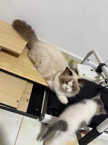 Adult Cats for Sale (Breeding Quality)
