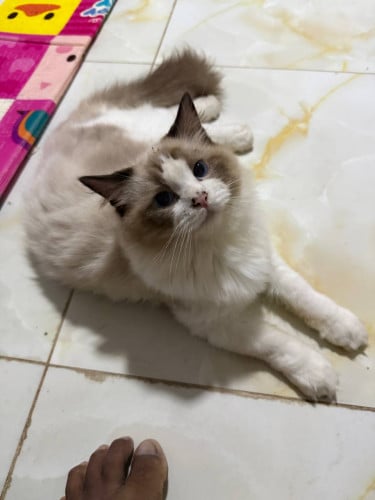 Adult Cats for Sale (Breeding Quality)