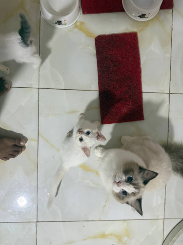 Adult Cats for Sale (Breeding Quality)