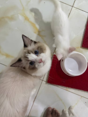 Adult Cats for Sale (Breeding Quality)
