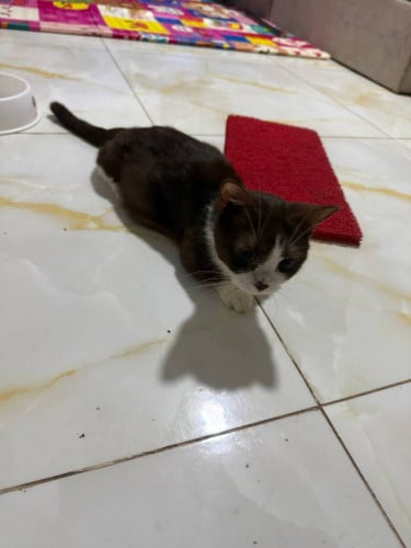 Adult Cats for Sale (Breeding Quality)