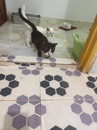 Adult Cats for Sale (Breeding Quality)