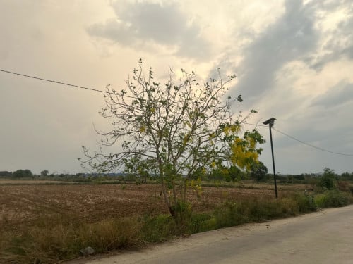 ដីក្រោយផ្សារភូពុយ​ នៅលេីផ្លូវប៉េតុង
