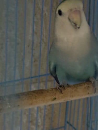 Love bird កូនក្នុងស្រុក100%