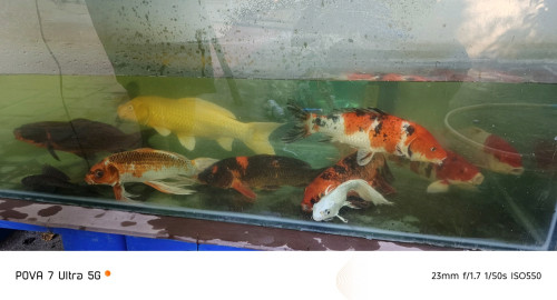 លក់ត្រីខ៉យនិងទូ 600$ ចរចា ត្រីសរុប10ក្បាល 1ក្បាល ជិត2គីឡូ