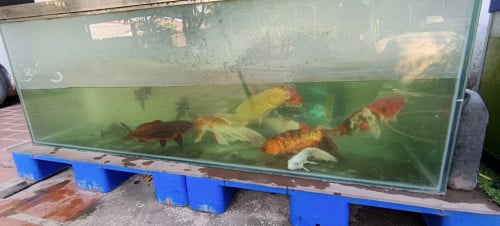 លក់ត្រីខ៉យនិងទូ 600$ ចរចា ត្រីសរុប10ក្បាល 1ក្បាល ជិត2គីឡូ