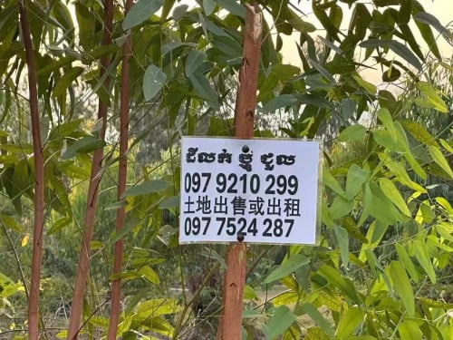 ដីលក់ 待售土地 20m x 100m