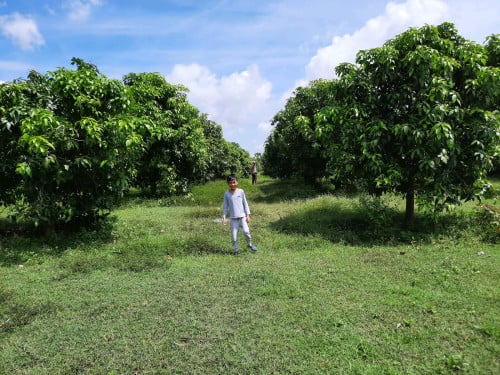 ដីចម្ការ លក់បន្ទាន់