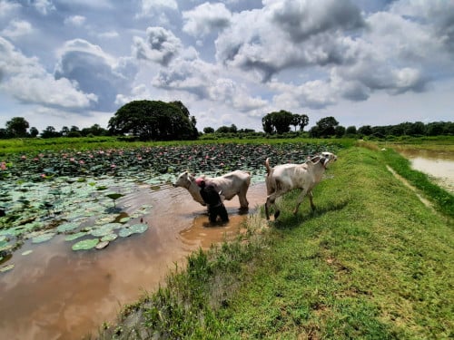 ដីចម្ការ លក់បន្ទាន់