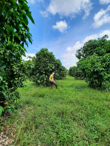 ដីចម្ការ លក់បន្ទាន់
