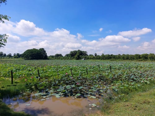 ដីចម្ការ លក់បន្ទាន់